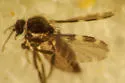 Forcipomyia macswaini - photo 2