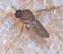 Forcipomyia macswaini - photo 3