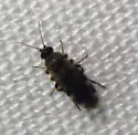 Forcipomyia macswaini - photo 5