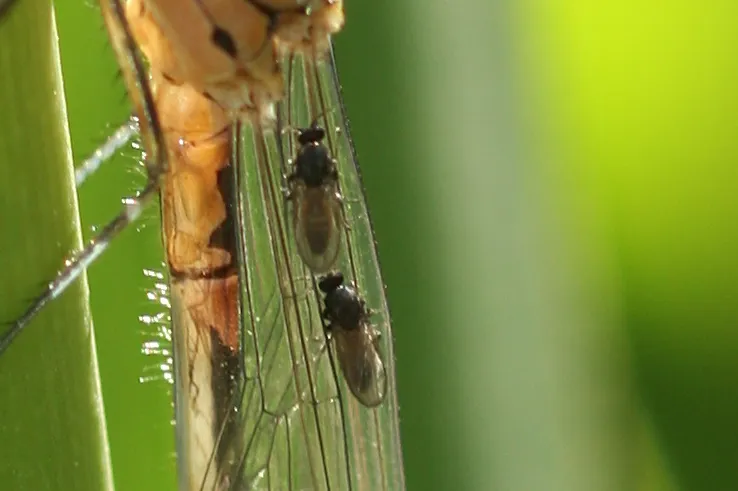 Forcipomyia paludis - photo 2