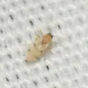 Forcipomyia pluvialis
