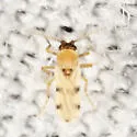 Forcipomyia pluvialis - photo 2