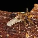 Forcipomyia pluvialis - photo 3