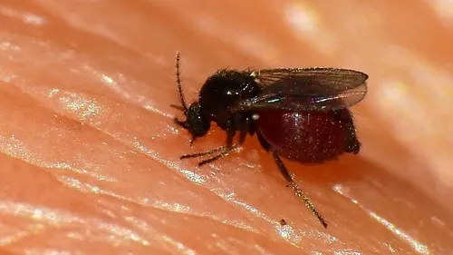 Little Black Mosquito