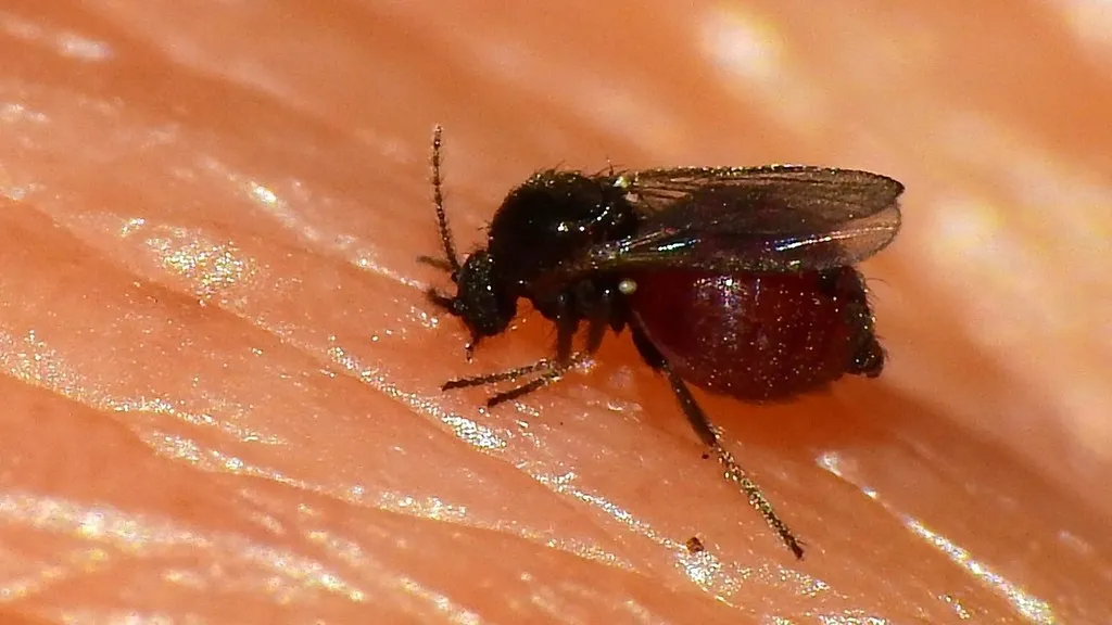 Little Black Mosquito - photo 2
