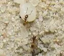 Forelius pruinosus