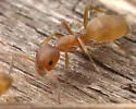 Forelius pruinosus - photo 2
