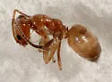 Forelius pruinosus - photo 3