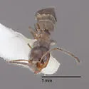 Forelius pruinosus - photo 4