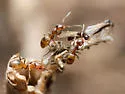 Forelius pruinosus - photo 5