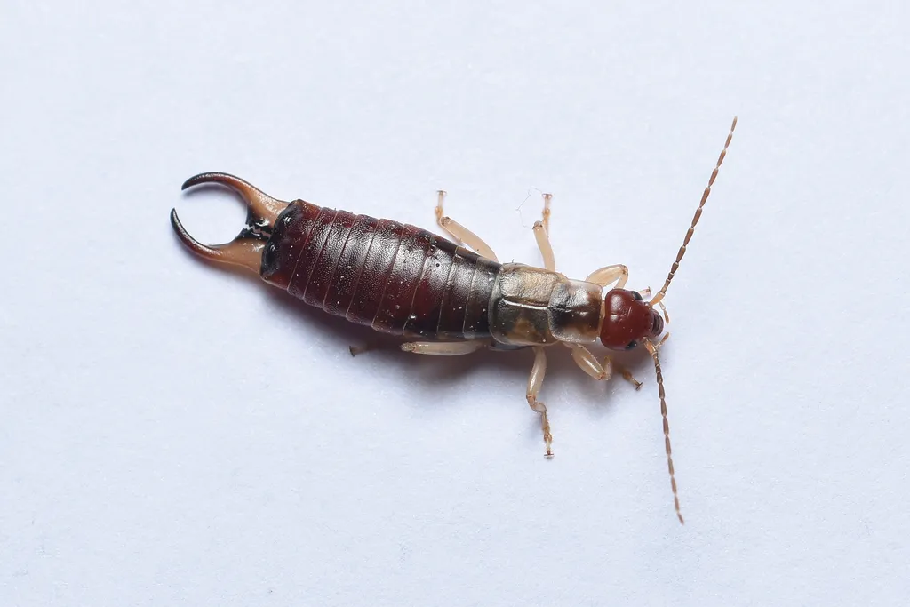 Deceiving Earwig - photo 2