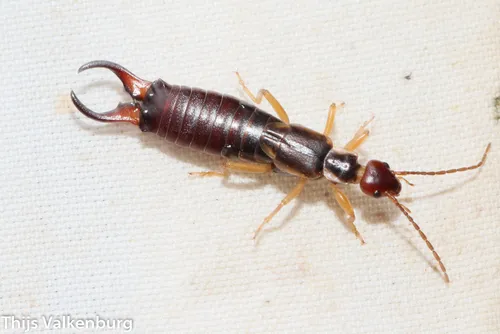 Forficula dentata