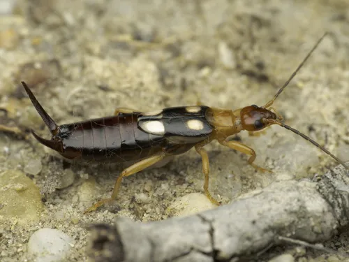 Smyrnean Earwig