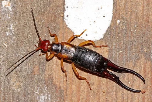 Forficula tomis