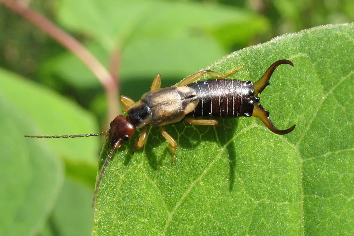 Common Earwigs - photo 2