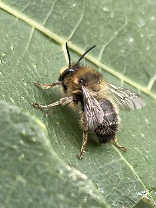 Fork Tailed Flower Bee - Anthophora furcata