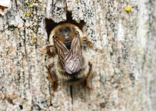 Fork Tailed Flower Bee - photo 2