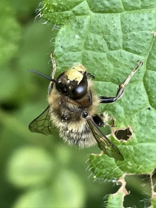 Fork Tailed Flower Bee - photo 3