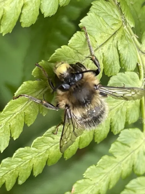 Fork Tailed Flower Bee - photo 4