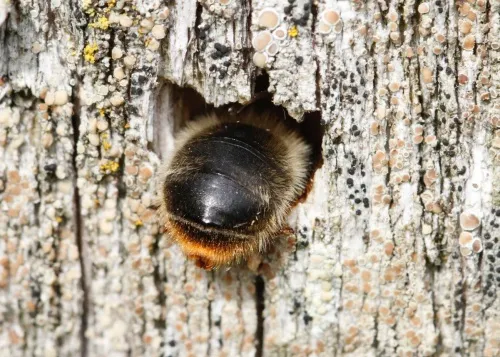 Fork Tailed Flower Bee - photo 5
