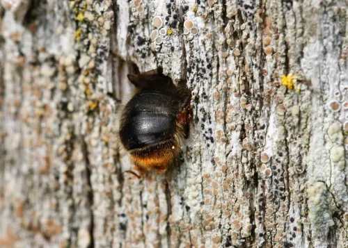 Fork Tailed Flower Bee - photo 6