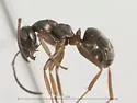Formica accreta