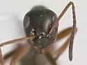 Formica accreta - photo 3
