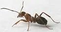 grey field ant