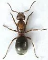 grey field ant - photo 2