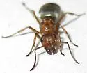 grey field ant - photo 3