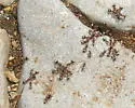 grey field ant - photo 5