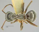 Formica altipetens