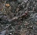 Formica archboldi