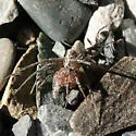 Formica argentea