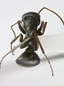 Formica argentea - photo 2