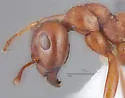 Formica aserva