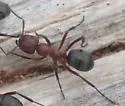 Formica aserva - photo 2