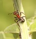 Formica aserva - photo 3