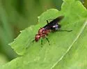 Formica aserva - photo 4