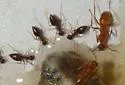 Formica biophilica
