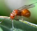 Formica bradleyi - photo 2