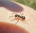 Formica canadensis