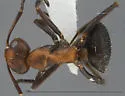 Formica ciliata