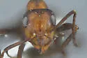 Formica ciliata - photo 2