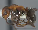 Formica ciliata - photo 3