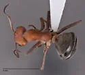 Formica comata
