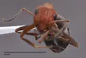 Formica comata - photo 3