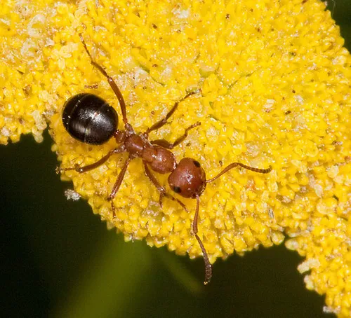 Formica dakotensis