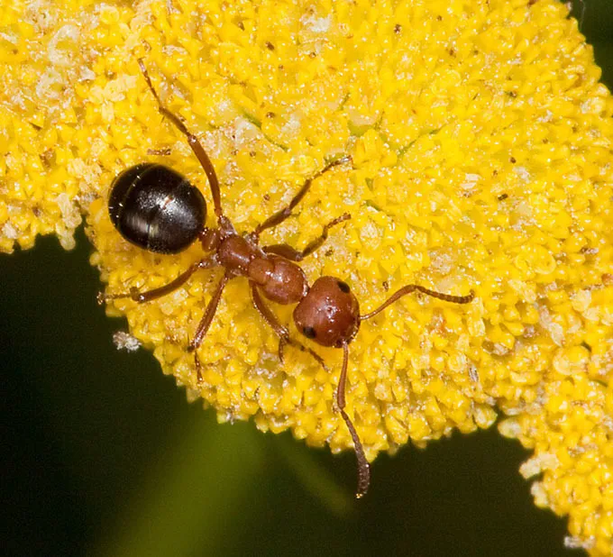 Formica dakotensis - photo 2