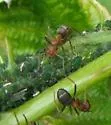 Formica densiventris